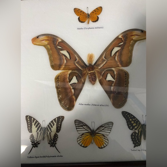 Moth frame - Picture 1 of 5